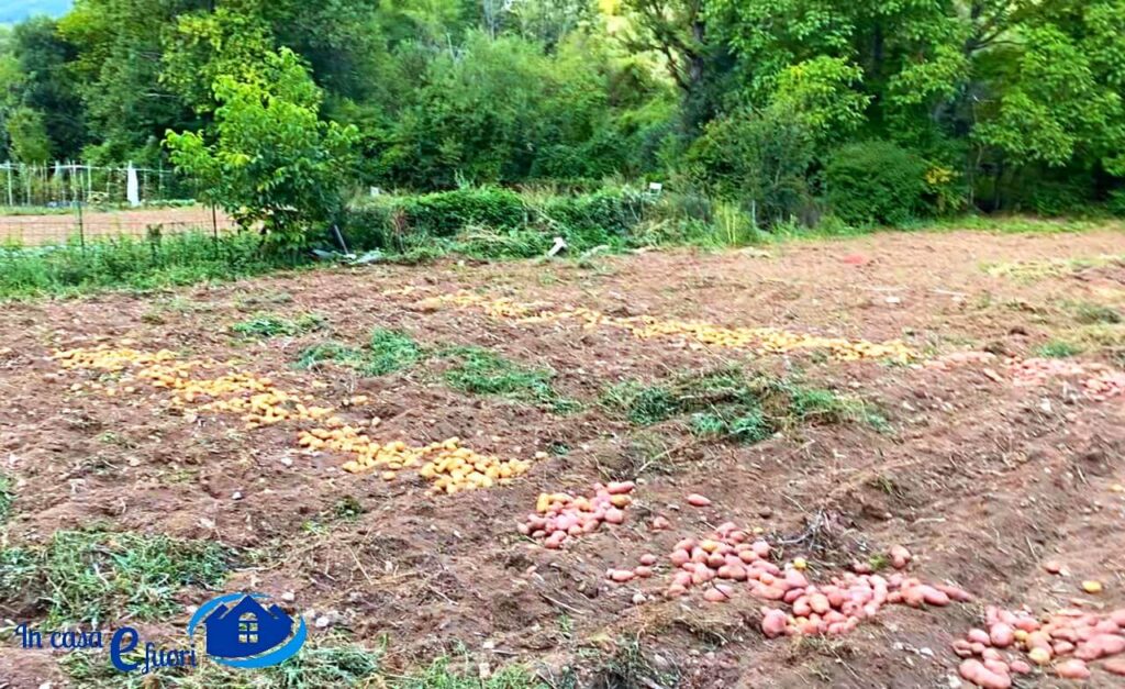 Patate: Tipologie E Usi In Cucina Cosa Sapere Per Non Correre Rischi