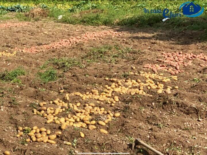 patate tipologie e usi 