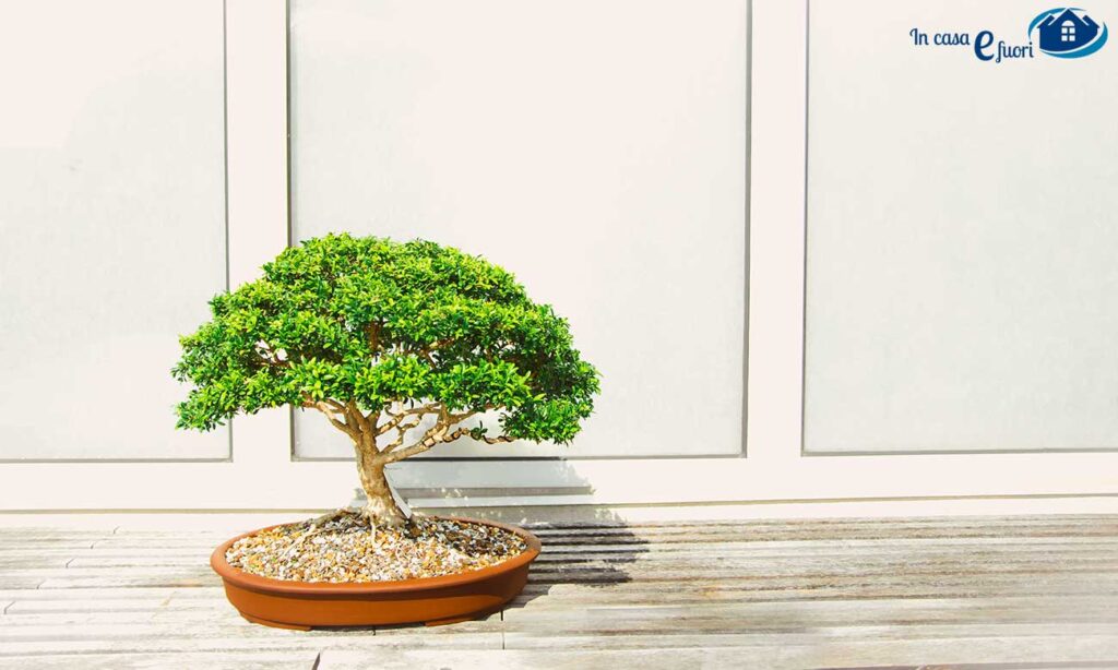 bonsai