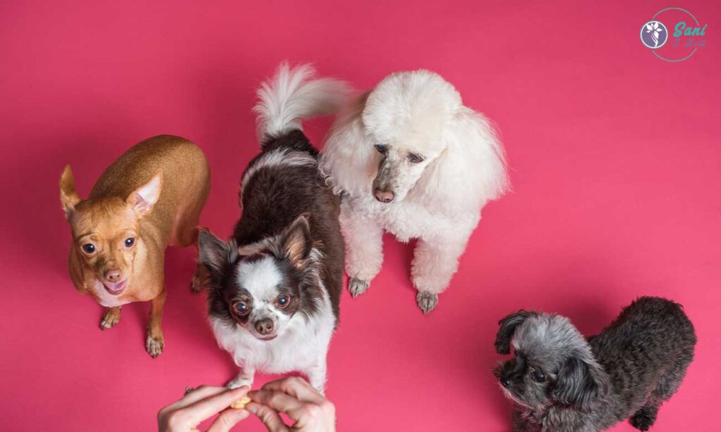 giornata mondiale degli amanti dei cani