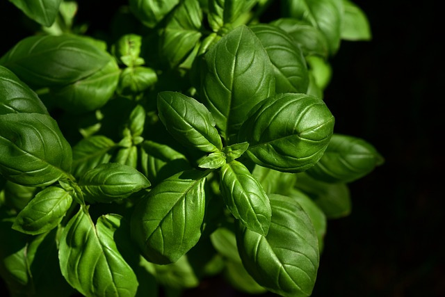 Potete coltivare in casa la piantina di basilico per preparare un pesto con i fiocchi