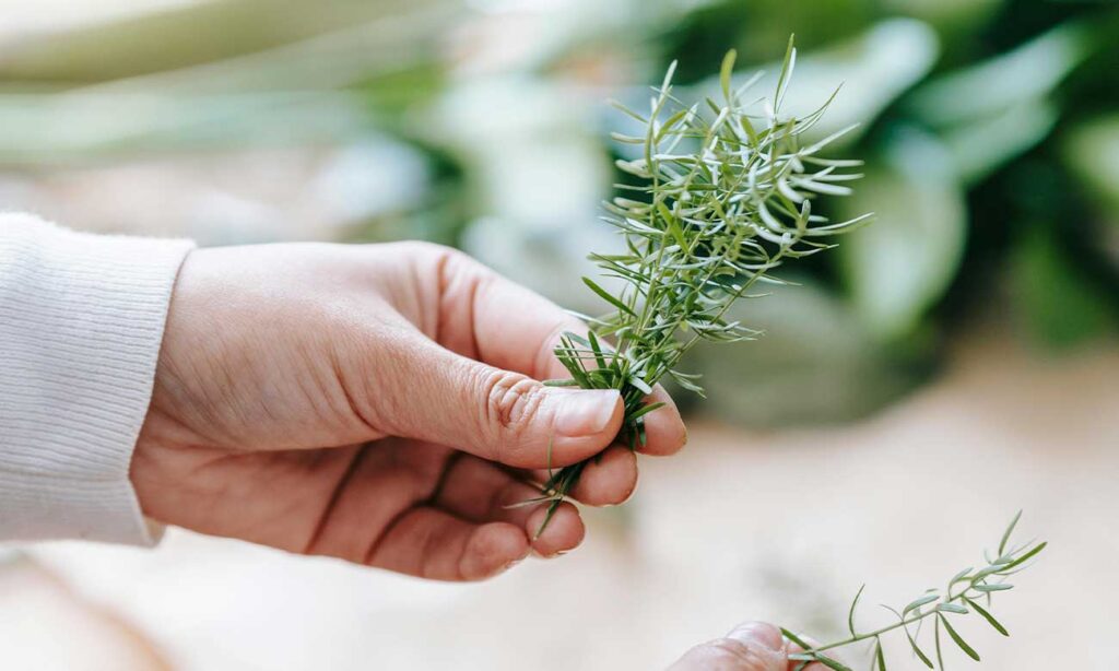Il rosmarino è in realtà un ingrediente d'élite che può trasformare un trattamento di bellezza o un piatto semplice in un'esperienza da spa o da ristorante stellato