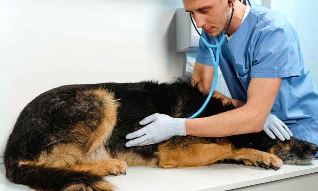 Veterinario