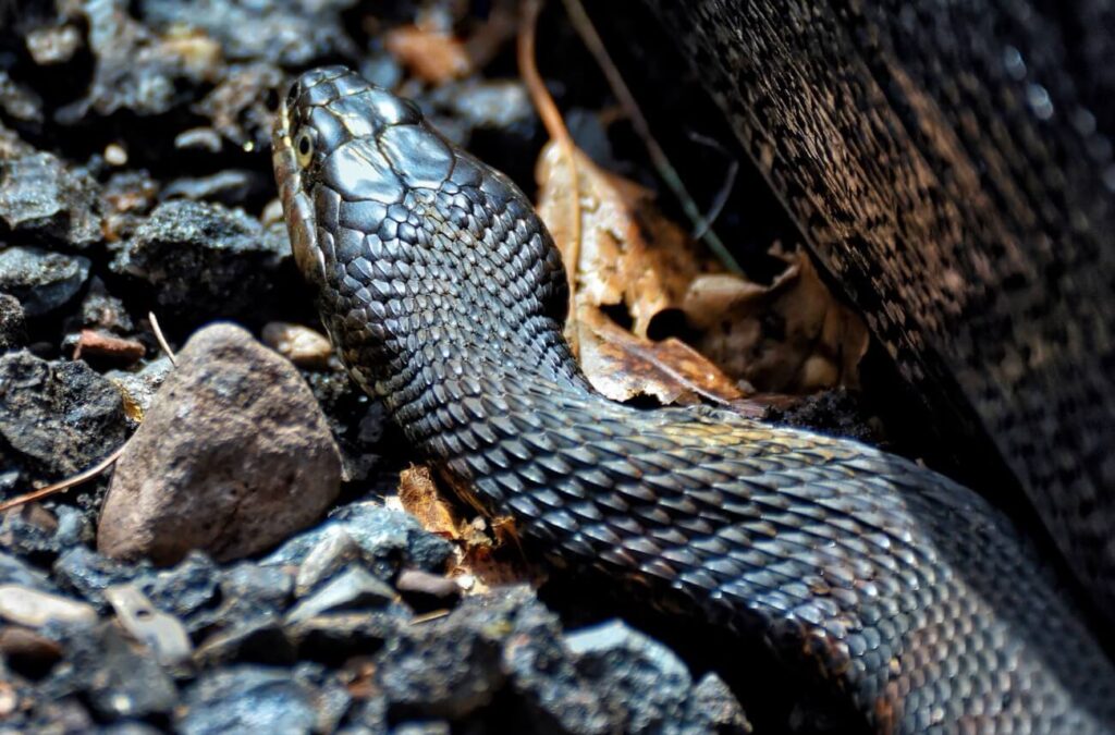 Vipera