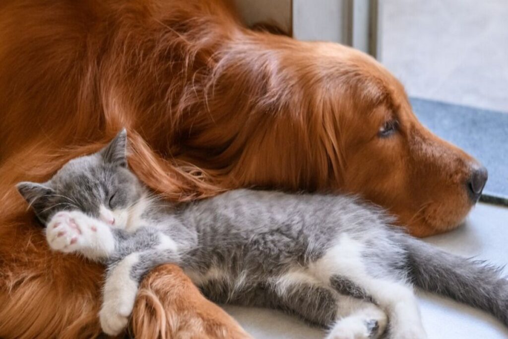 Cani e gatti: una grande differenza