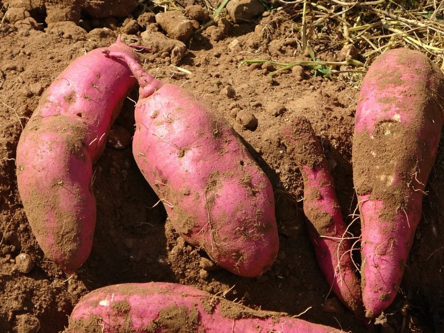 La patata dolce si conosce anche come patata americana o batata