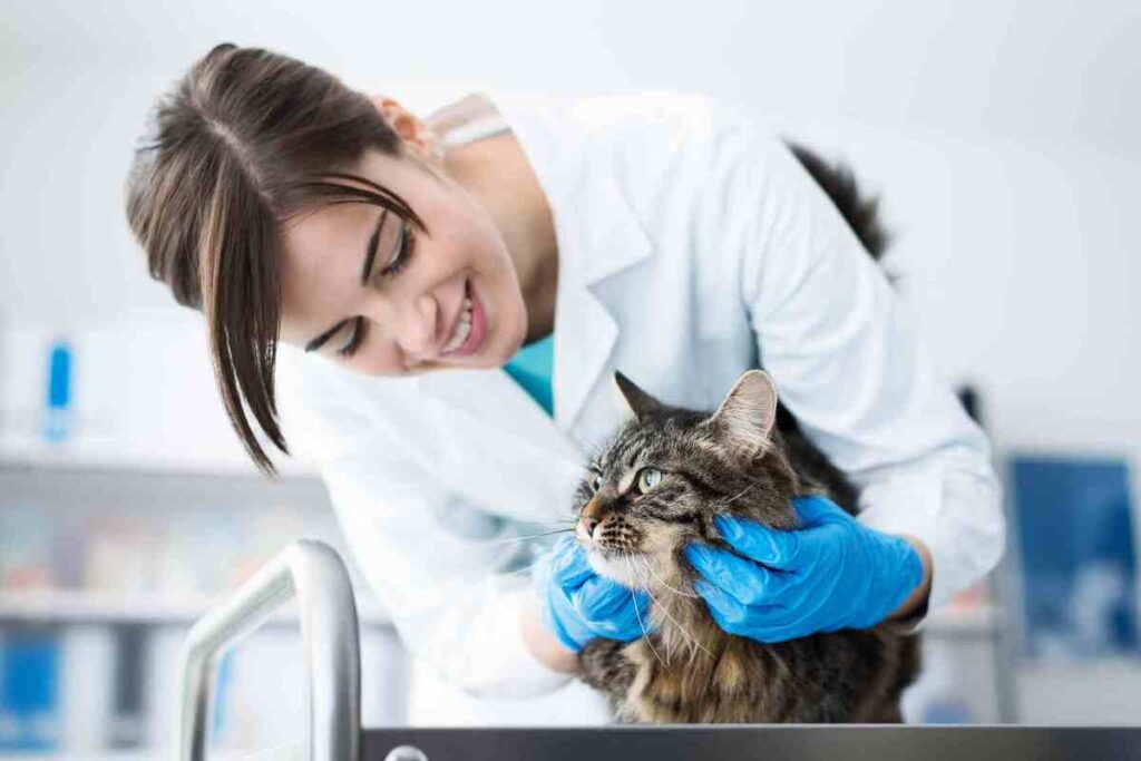 Sterilizzazione dei gatti