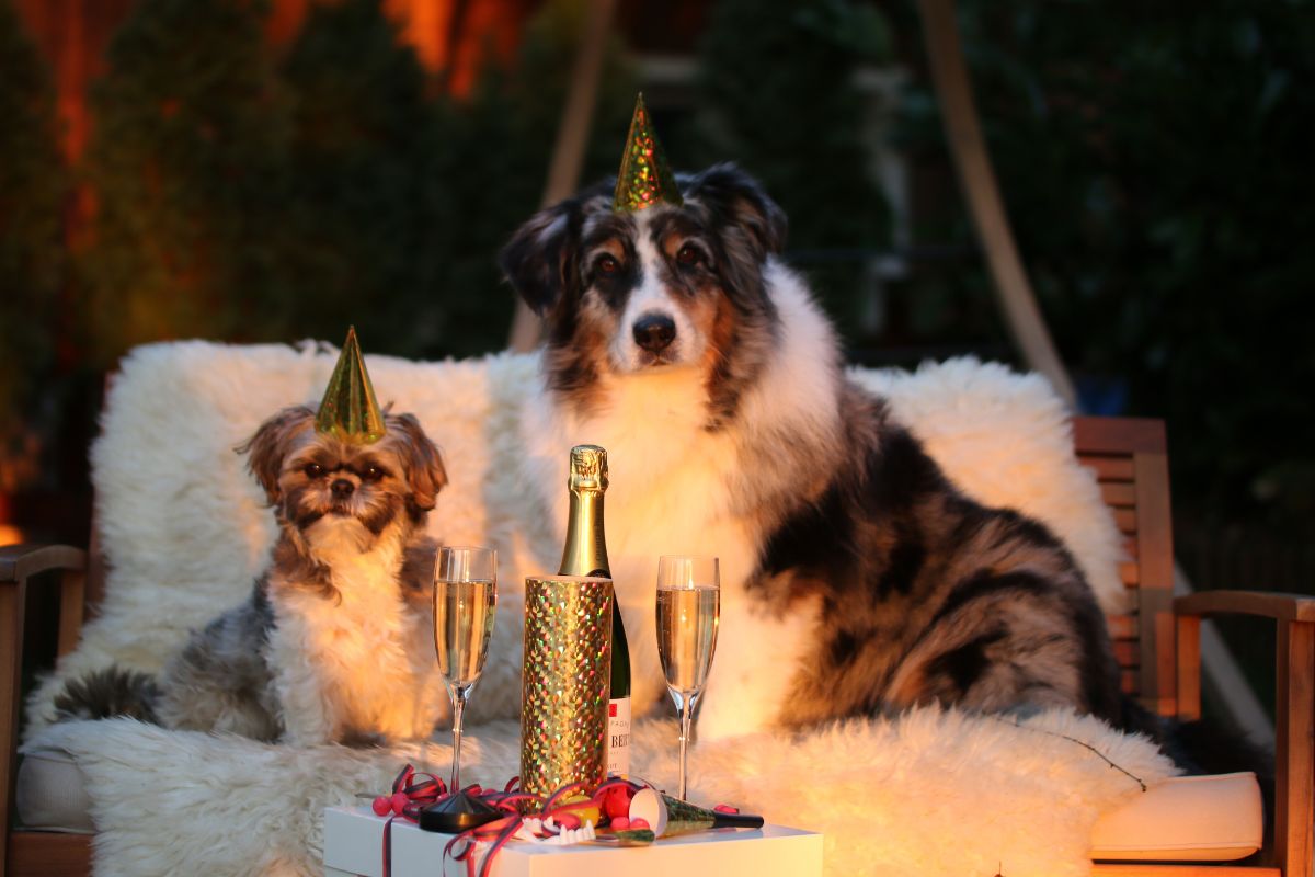 Capodanno sicuro per cani e gatti
