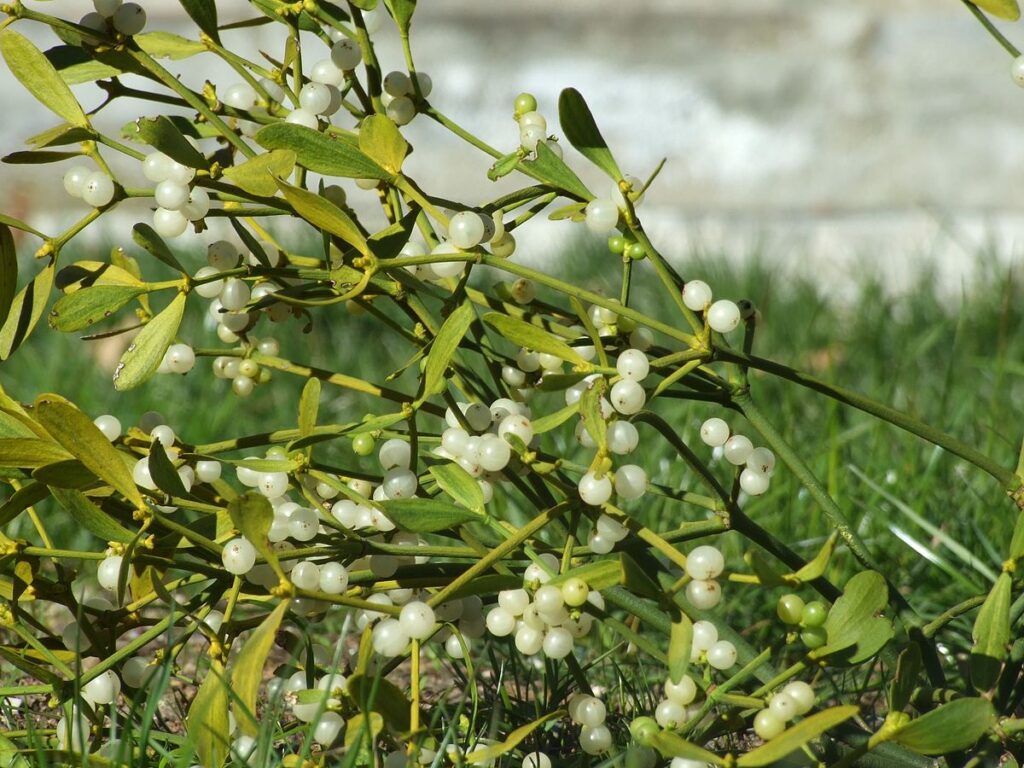 Le bacche del vischio erano usate per contare i baci sinceri e affettuosi