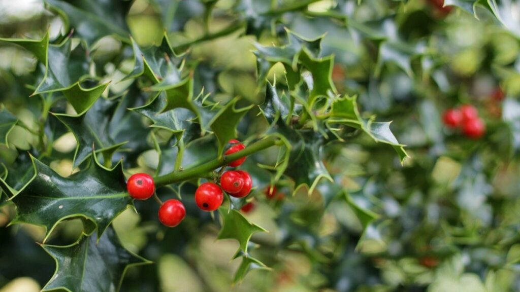 Il vischio è legato a molti aneddoti storici