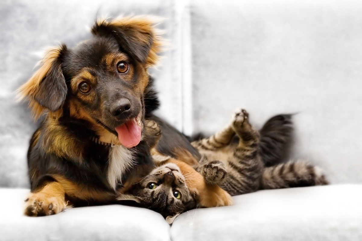 animali-domestici-pulizie