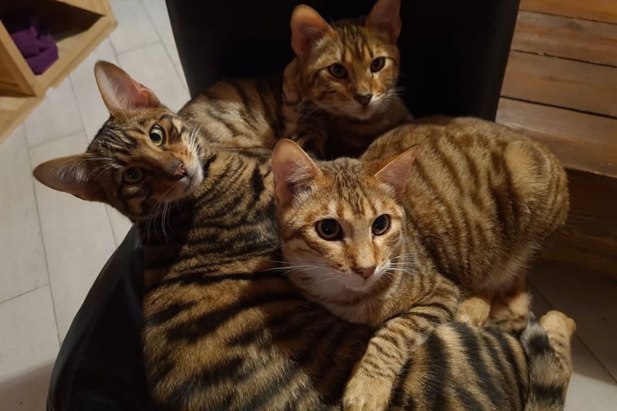 Quattro gatti tigrati dal Cat Cafè a Firenze