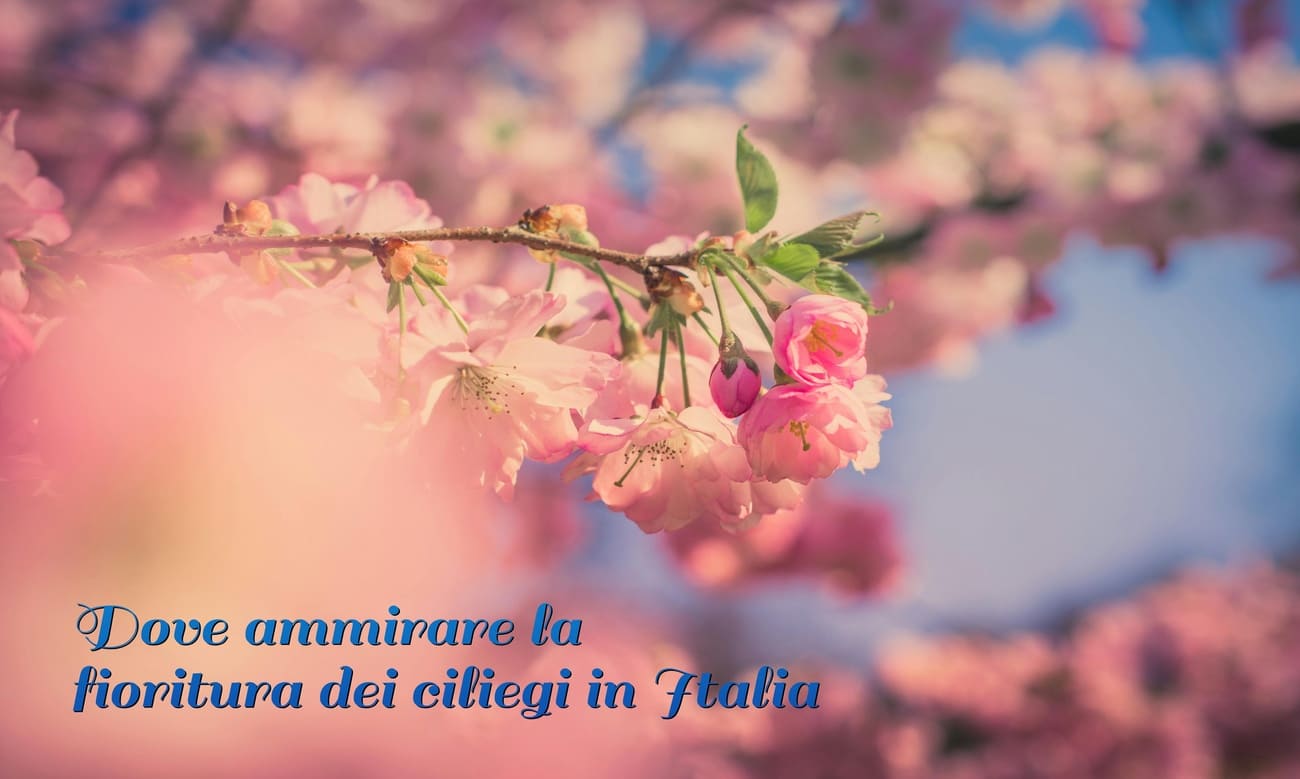 fioritura dei ciliegi in Italia