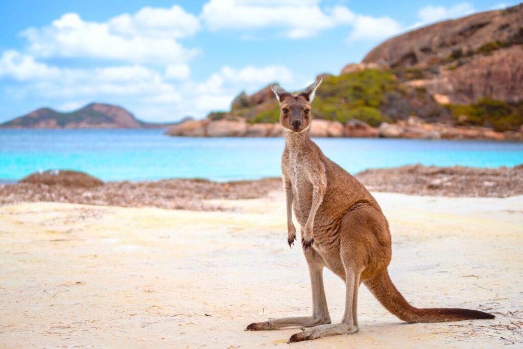 Kangaroo-Island_cover