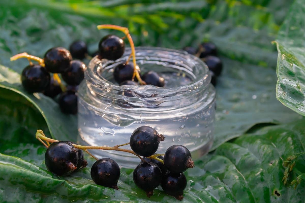ribes-nero-proprieta-e-benefici_cover