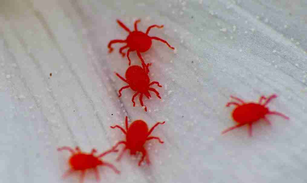I ragnetti rossi invadono in primavera balconi e terrazze