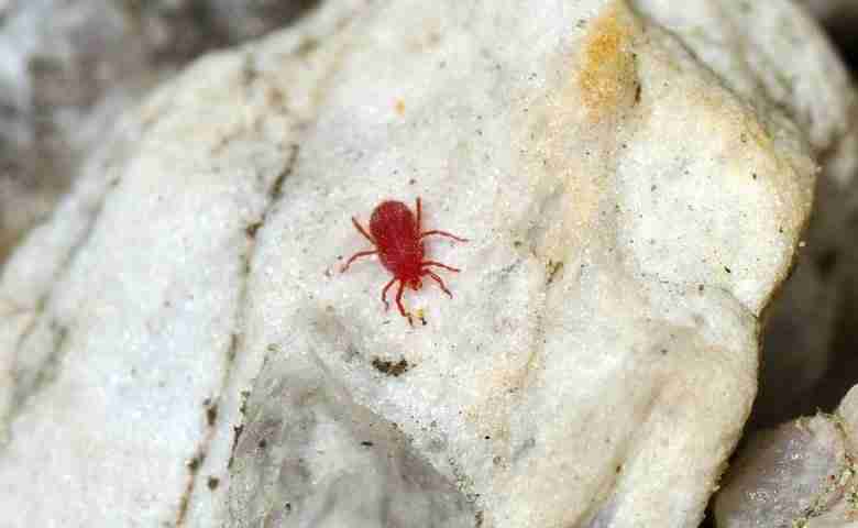 I ragnetti rossi sono in grado di sintetizzare i carotenoidi autonomamente